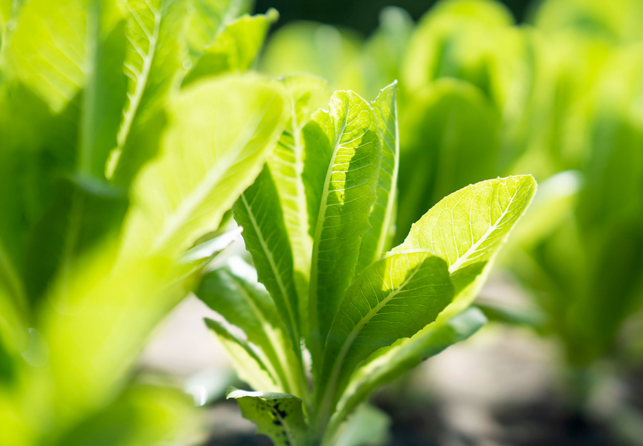 Green lettuce growing at Hāna farm